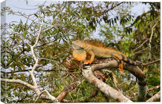 Male Green Iguana  Canvas Print by Carole-Anne Fooks