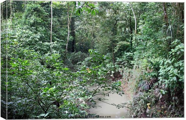 Forest detail at La Selva Canvas Print by Carole-Anne Fooks