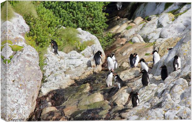 Snares Crested Penguins   Canvas Print by Carole-Anne Fooks