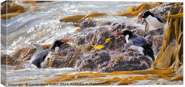 Snares Crested Penguins  Canvas Print by Carole-Anne Fooks