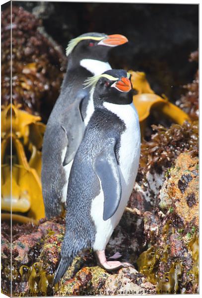 Snares Crested Penguins  Canvas Print by Carole-Anne Fooks