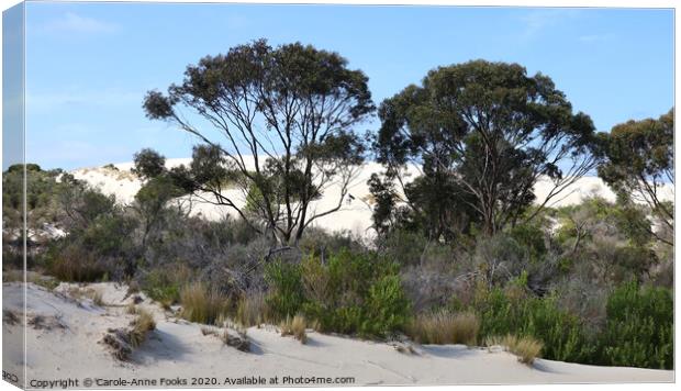 Little Sahara Viewed Through the Bush Canvas Print by Carole-Anne Fooks