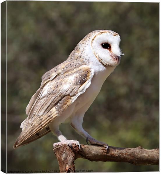 Australian Barn Owl Canvas Print by Carole-Anne Fooks