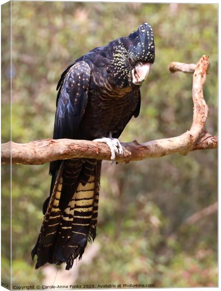 Female Red-tailed Black Cockatoo Canvas Print by Carole-Anne Fooks