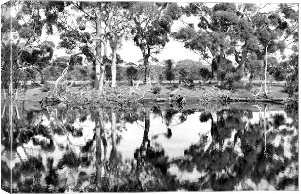 Duck Lagoon Reflections Canvas Print by Carole-Anne Fooks
