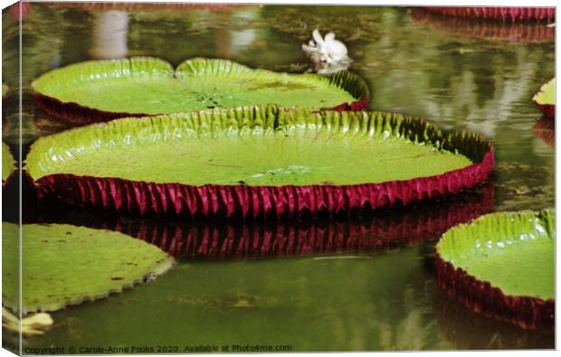 Amazon Water Lilies Canvas Print by Carole-Anne Fooks