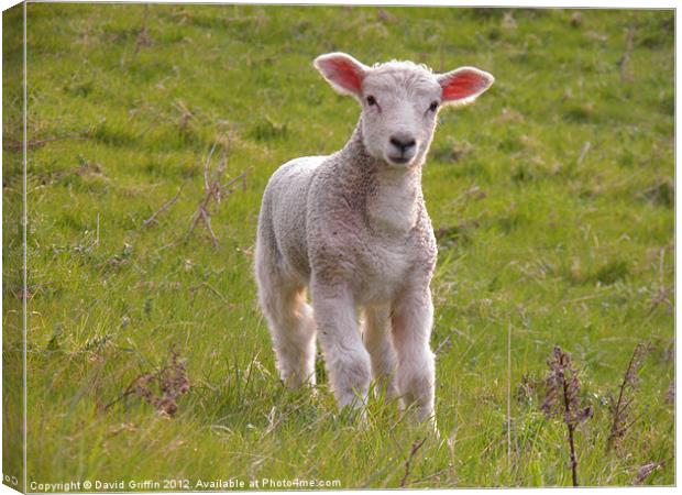 Spring Lamb Canvas Print by David Griffin