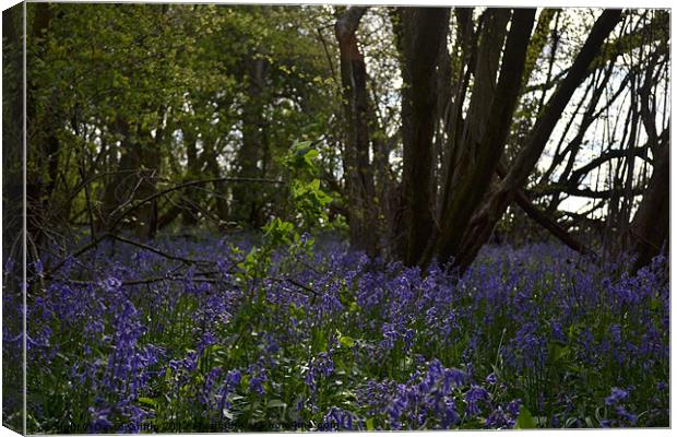 Bluebell woods Canvas Print by David Griffin