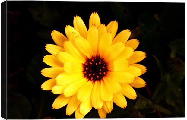 Orange Flower Canvas Print by David Griffin