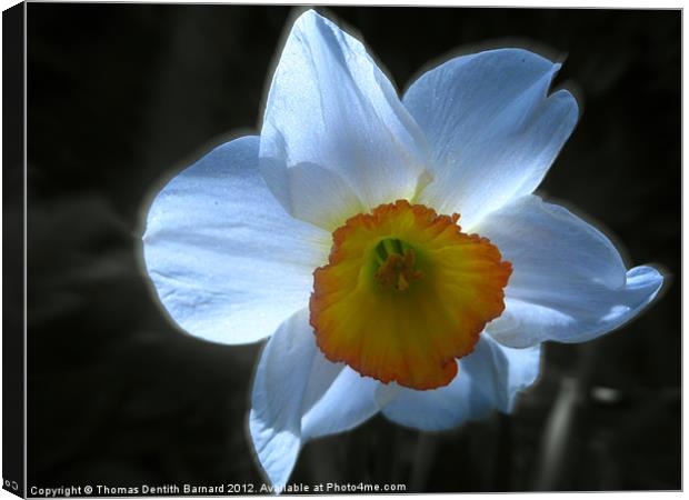 Spring White Daffodil Canvas Print by Thomas Dentith Barnard