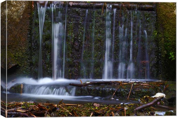 Keston Depths Canvas Print by Thomas Dentith Barnard