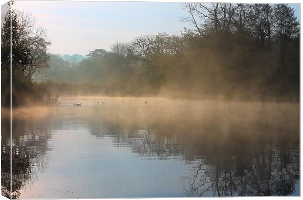 Early Morning Swim Canvas Print by jason purnell