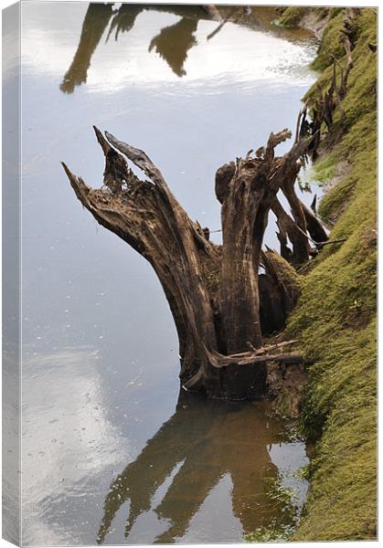 Stream Tree Bark Canvas Print by Robert Dudman