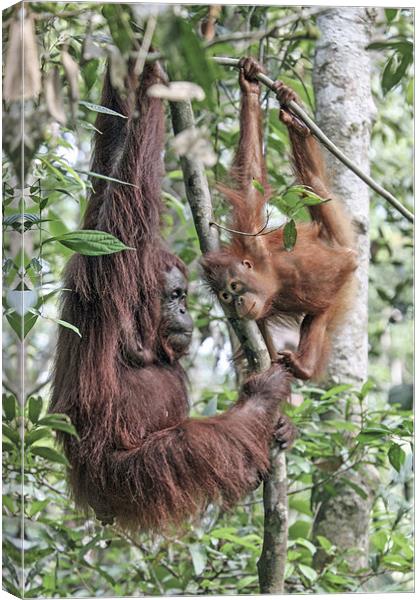Mother Orangutan and daughter Canvas Print by Mike Asplin