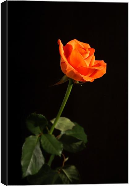 Rose Canvas Print by Chris Andrew