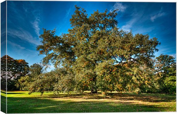 Tree in Autumn Colours Canvas Print by Chris Andrew