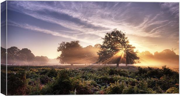 Sunrays Canvas Print by Dave Wragg