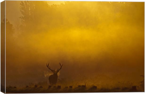 Stag Sunrise Canvas Print by Dave Wragg