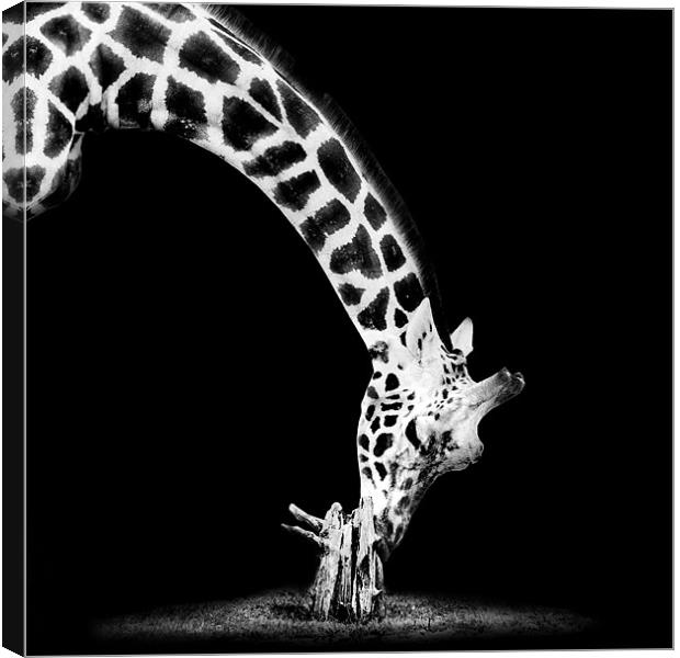 Giraffe Mono Canvas Print by Dave Wragg
