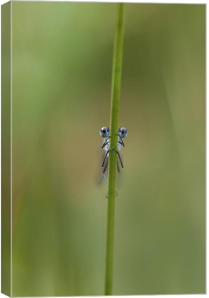 The Eyes Canvas Print by Dave Wragg