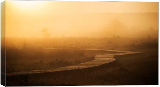 Misty Path Canvas Print by Dave Wragg