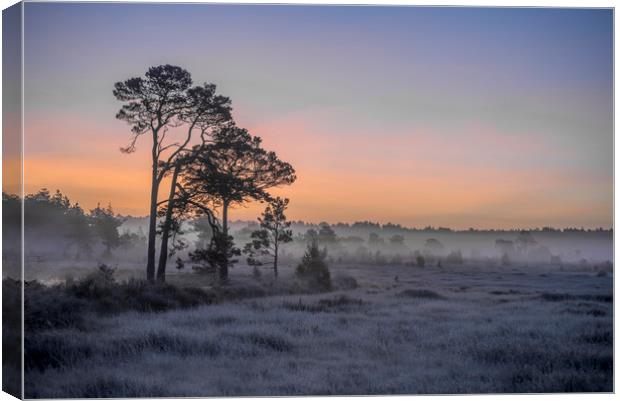 Frosty dawn Canvas Print by Dave Wragg