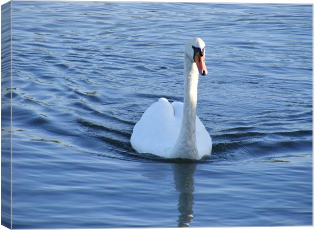 Swimming Swan Lake Canvas Print by Carrie-Anne Young
