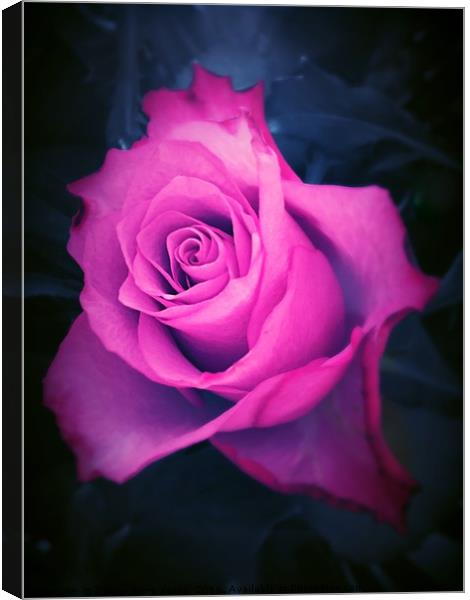 Pink Rose Canvas Print by Carrie-Anne Young