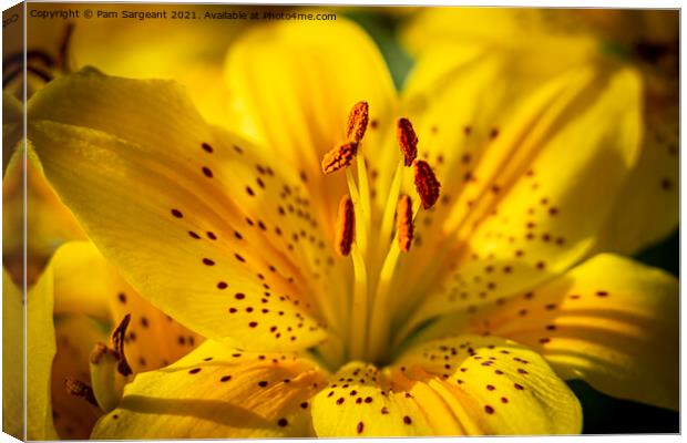 Yelllow Liliies Canvas Print by Pam Sargeant