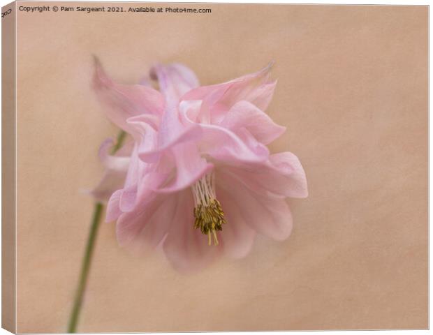 Aquilegia  Canvas Print by Pam Sargeant