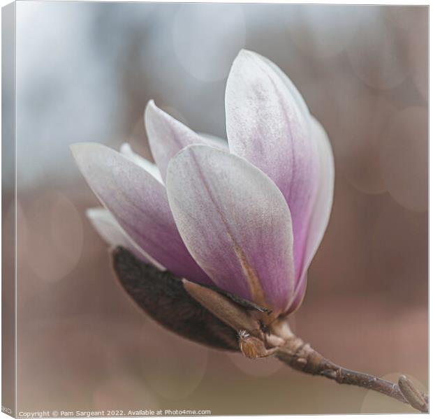 Pink Magnolia Blossom in Bloom Canvas Print by Pam Sargeant