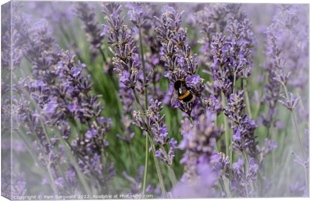 The Blissful Bee Canvas Print by Pam Sargeant