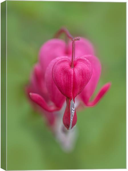 The Tender Beauty of Bleeding Heart Canvas Print by Pam Sargeant