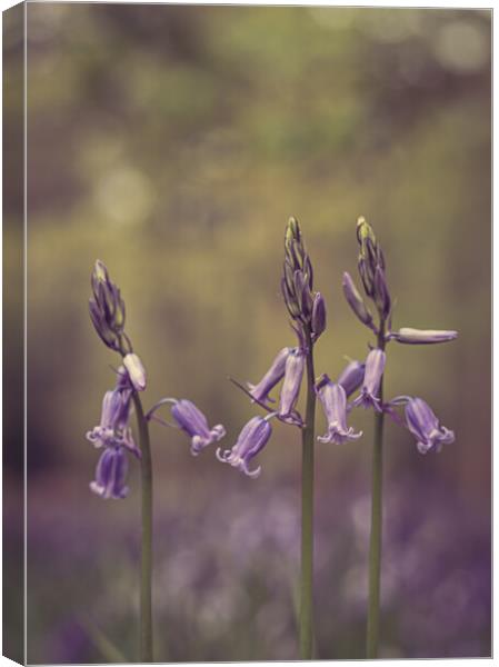 Bluebell Trio Canvas Print by Pam Sargeant