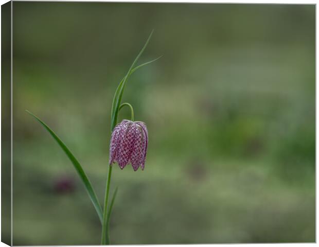 The Striking Beauty of Snakes Head Fritillary Canvas Print by Pam Sargeant