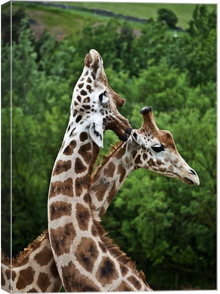Giraffes Canvas Print by Pam Sargeant