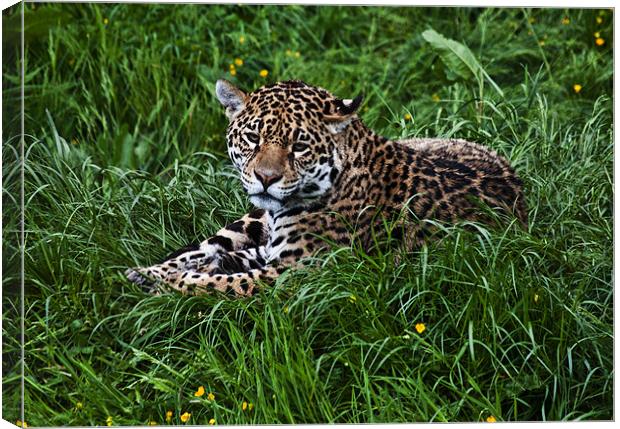 Jaguar Canvas Print by Pam Sargeant