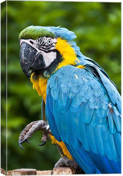 Blue Parrot Canvas Print by Pam Sargeant