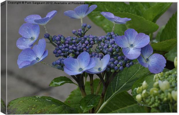 Hydrangea Canvas Print by Pam Sargeant