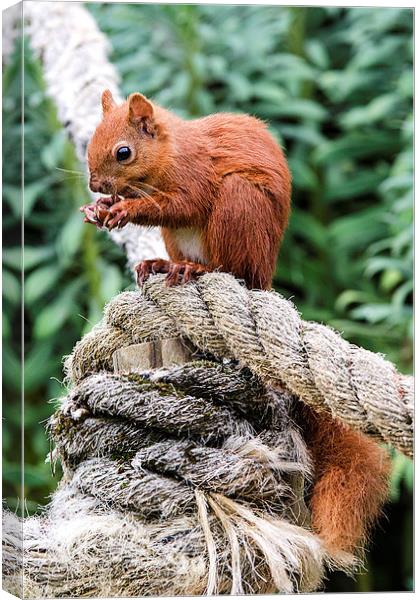 Red Squirrel Feeding Canvas Print by Pam Sargeant