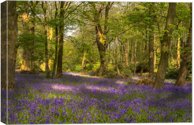 Bluebell Woods Canvas Print by Pam Sargeant