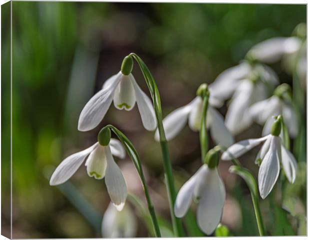 Snowdrops in Bloom Canvas Print by Pam Sargeant