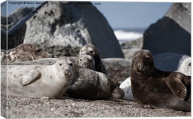 Just chilling Canvas Print by Marc Melander