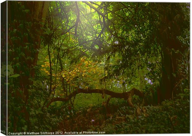 Forest Light Canvas Print by Bristol Canvas by Matt Sibtho