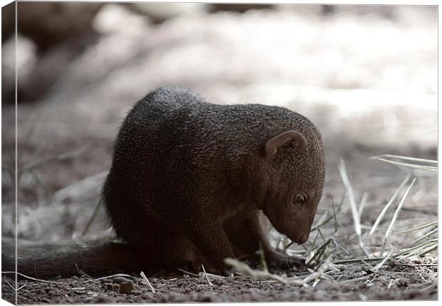 Mongoose Canvas Print by Bristol Canvas by Matt Sibtho