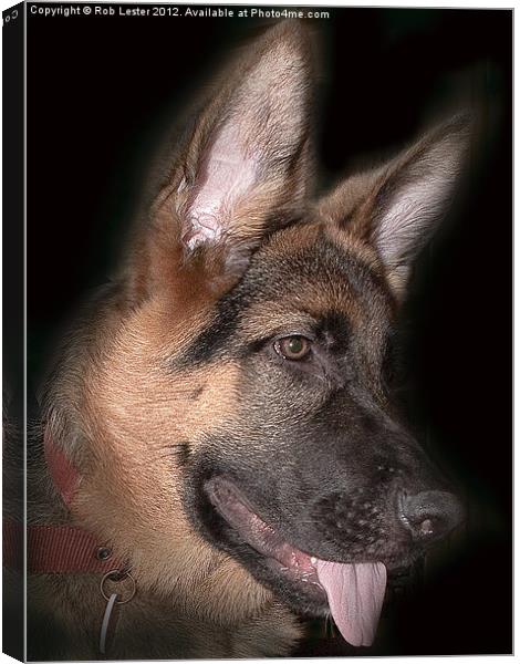 Paco the Shepherd Canvas Print by Rob Lester