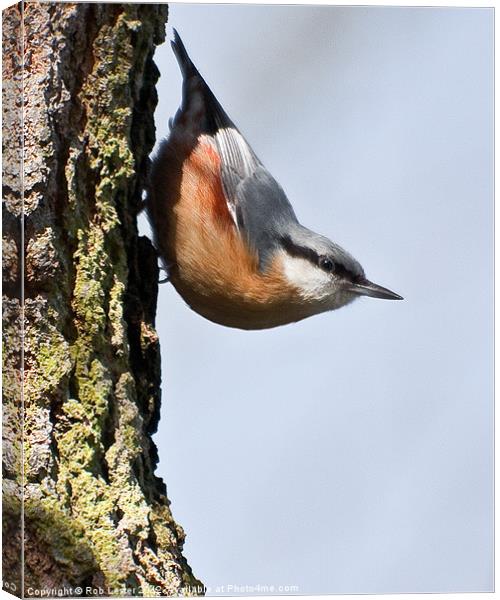 Nuthatch Canvas Print by Rob Lester