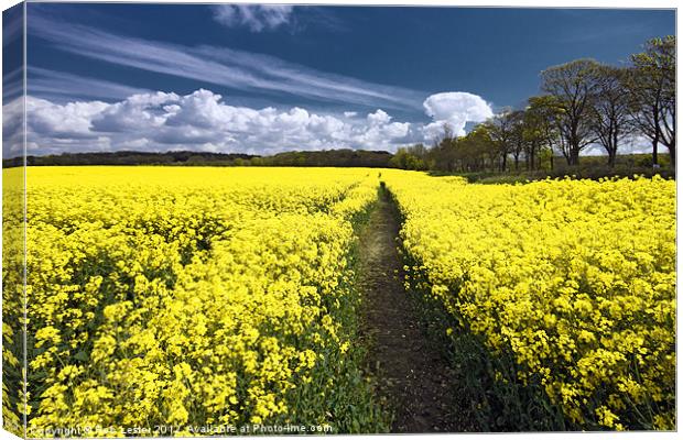 Field of Rape. Canvas Print by Rob Lester