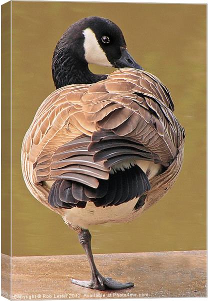 Canada goose Canvas Print by Rob Lester