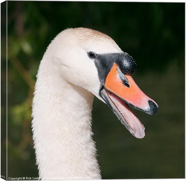 Mute swan, Cygnus olor Canvas Print by Rob Lester